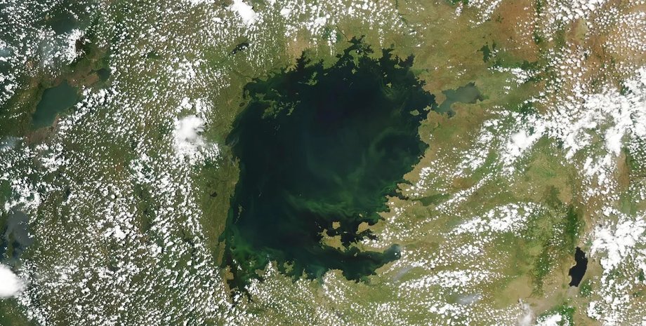 виктория, озеро виктория, озеро виктория цвет, озеро виктория водоросли