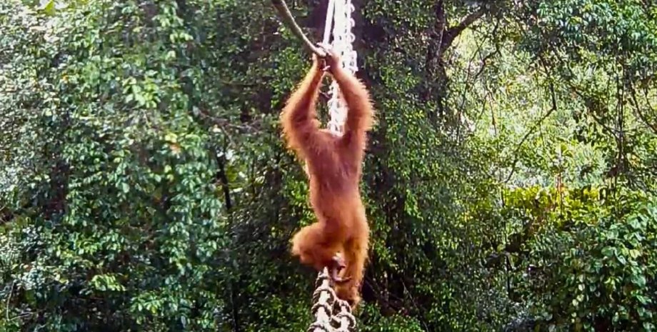 орангутан на мосту