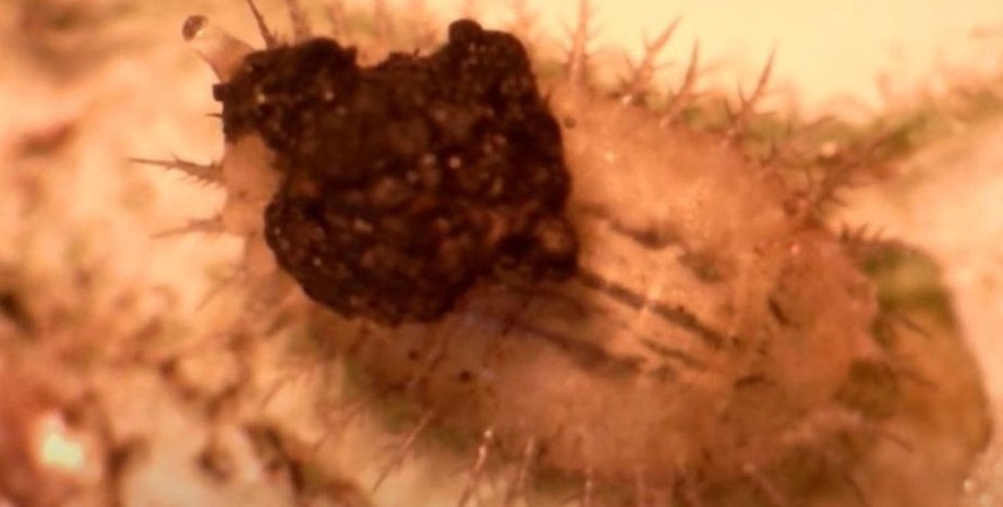 жуки черепахи, личинки жуков черепах