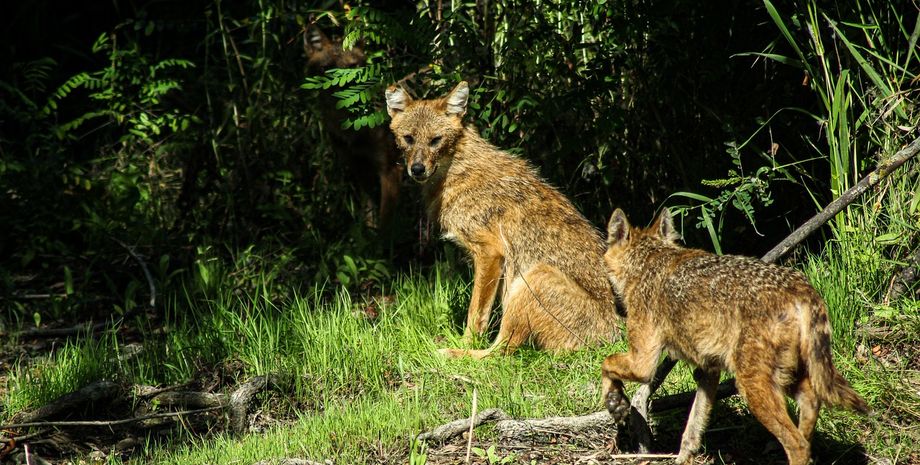 шакал, шакали