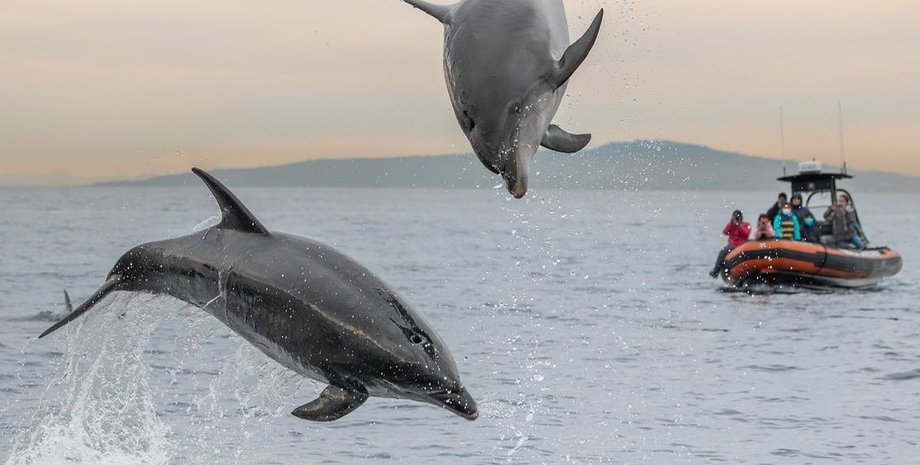 човен, нова зеландія, рибалки, дельфін, новини світу