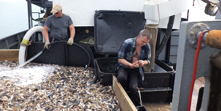 Вылов бычка в Азовском море / Фото: iz.com.ua