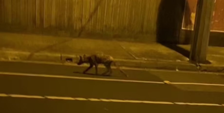 Тасманийский волк