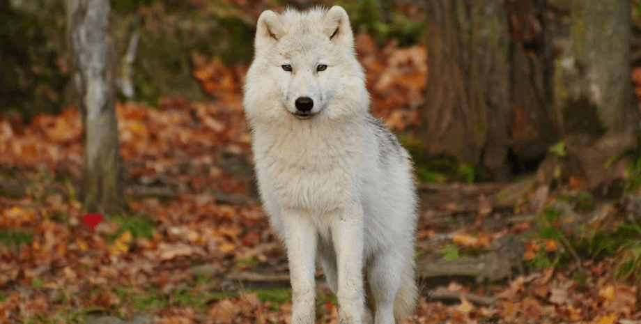 Волк, домашний волк, гибрид волка, животное, домашнее животное, не успели спасти, оттащили волка от ребенка,