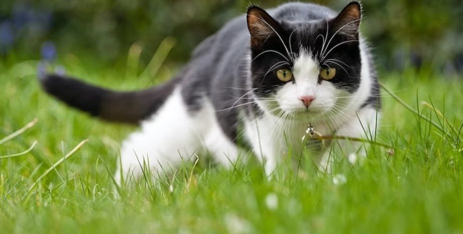 чорно білий кіт, кішки, коти, кіт, кішка, кіт у смокінгу, Tuxedo Cats