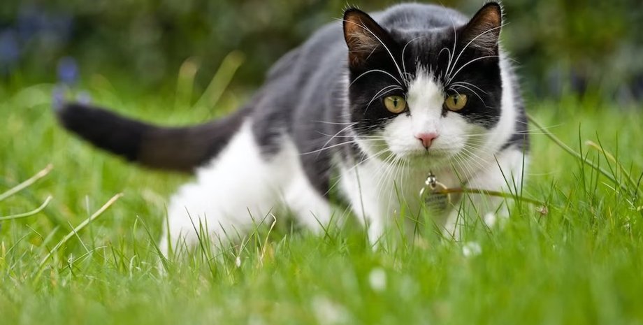 коты, зрение кошек, как видят коты