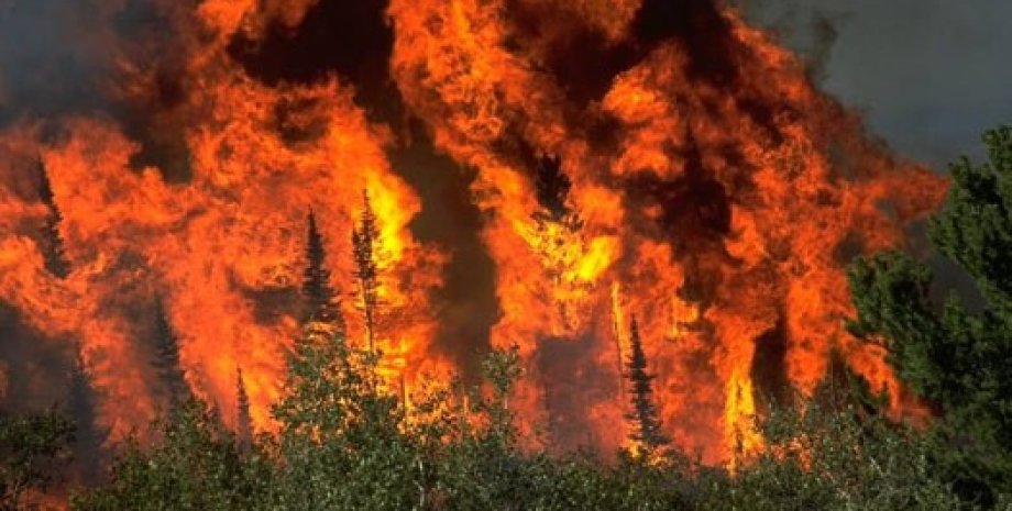 Лесной пожар / Фото из открытого источника