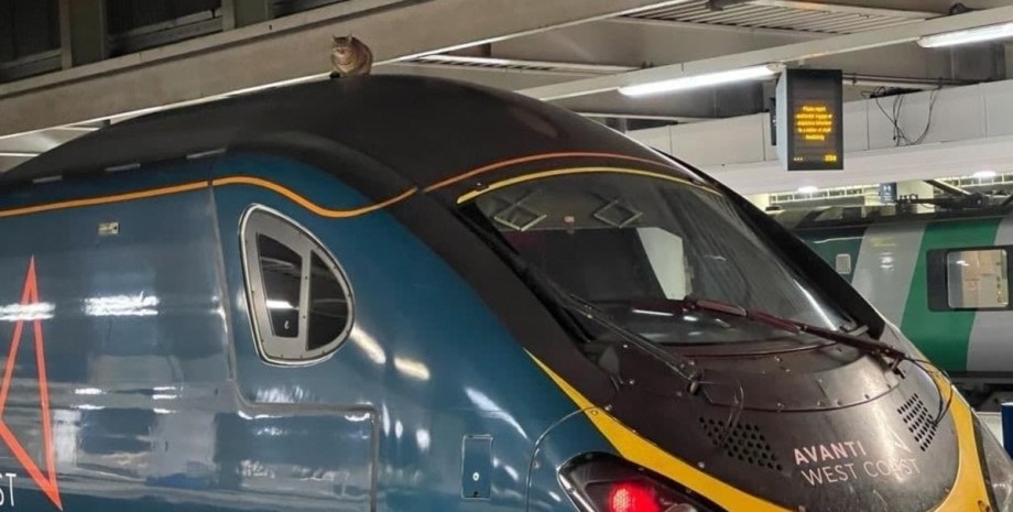 кот, скоростной поезд, Лондон