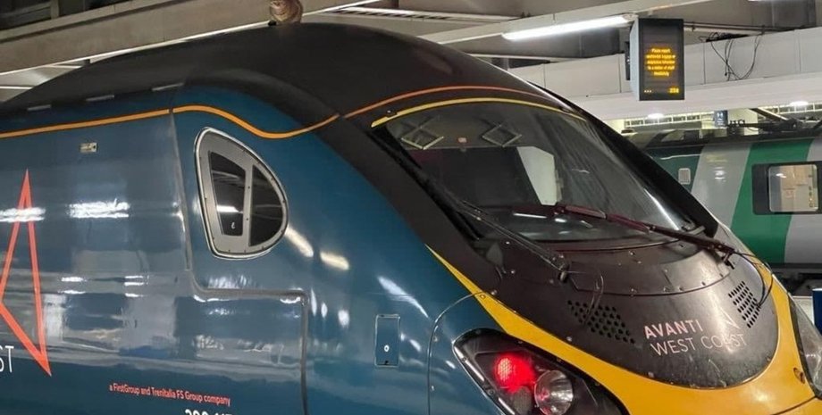 кот, скоростной поезд, Лондон