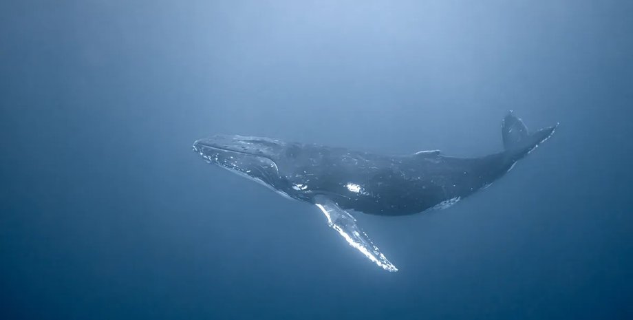 кит, горбатый кит, песни китов