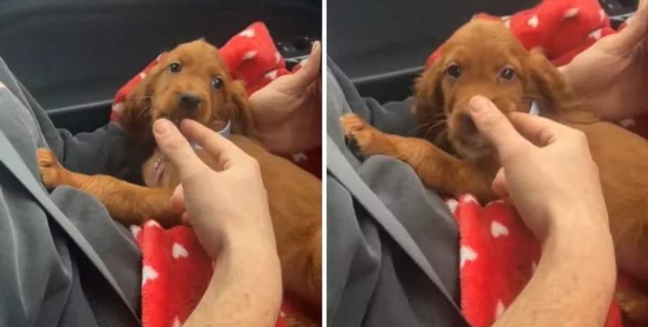 ирландский сеттер