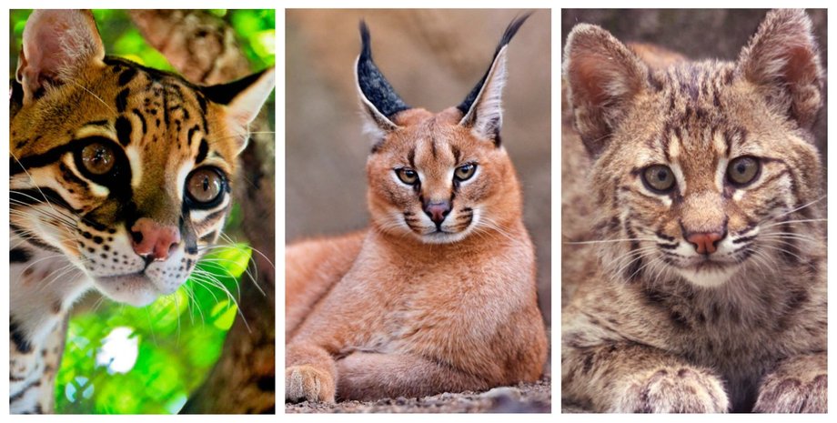 кошка, домашняя кошка, дикая кошка, коллаж