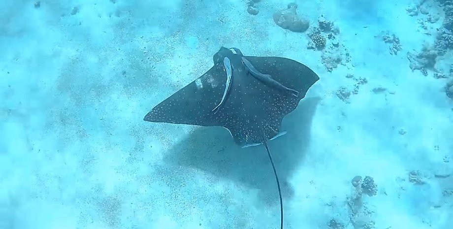 Морской дрон