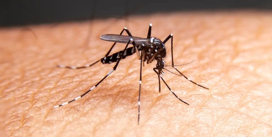 комар, укус комара, средство от комаров