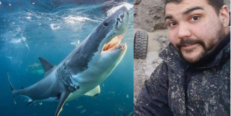 Акула, суповая акула, мужчина, жертва