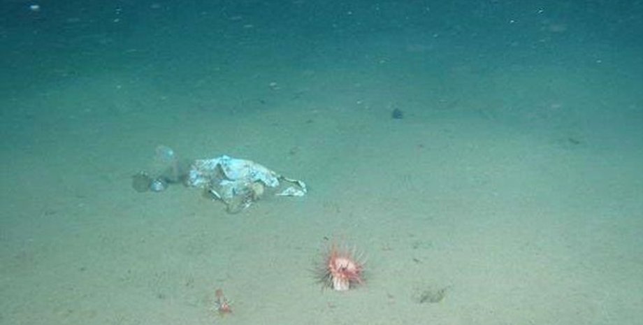 Марианская впадина/Фото: JAMSTEC