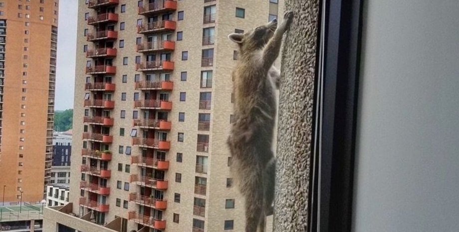 Фото: twitter.com/tracyjust