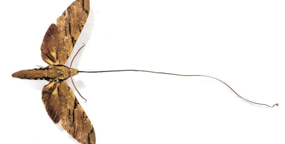 моль, моль самый длинный язык