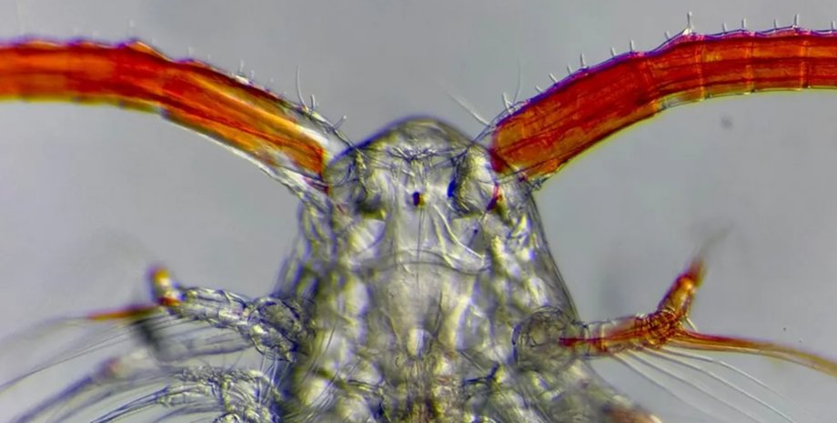 зоопланктон