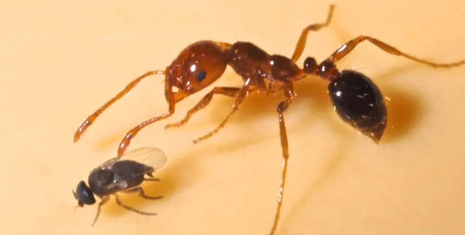 муравей, муха, муха и муравей