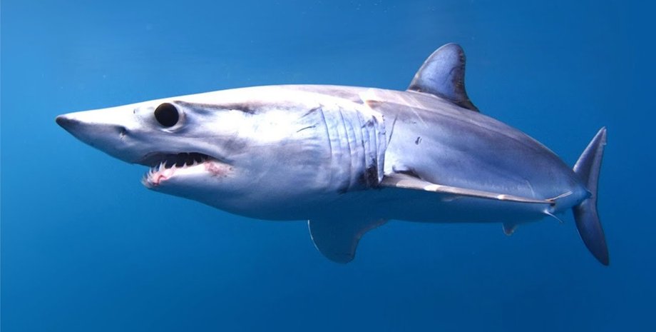 Акула, морской хищник, хищник, рыба, акула-мако, самая быстрая в мире акула, лодка, море, корабль, Греция