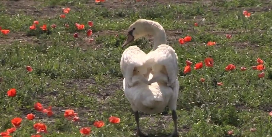 Лебеди наркоманы, атаковали маковые поля, не могли летать, птицы, фермеры, поле, маковое поле, лебедь, реабилитация,