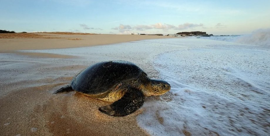черепахи, исчезающие черепахи