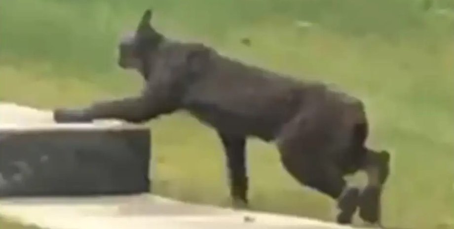 рысь, канадская рысь