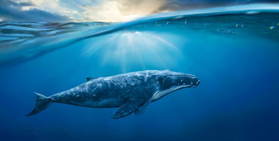 кити, кити співають, пісні китів