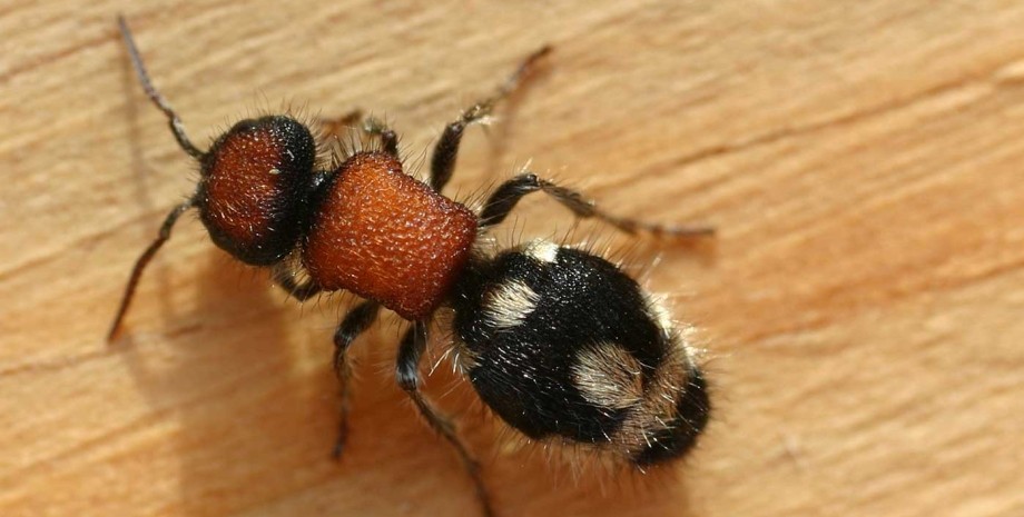 Оксамитова мураха