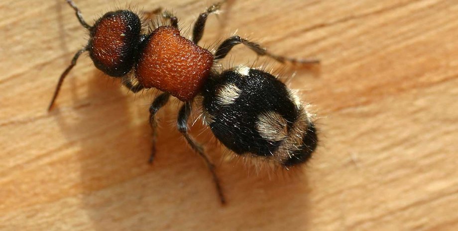 Оксамитова мураха