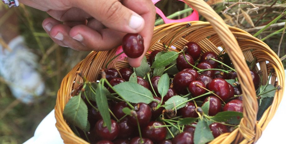черешня, ягоди, ягода, кошик черешні