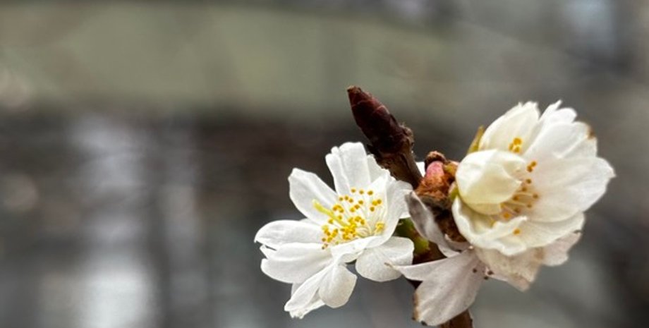 погода, погода в Украине, прогноз погоды на завтра