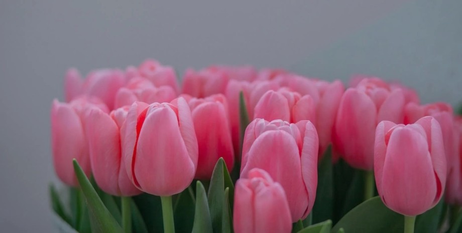 тюльпани, квіти, 8 березня