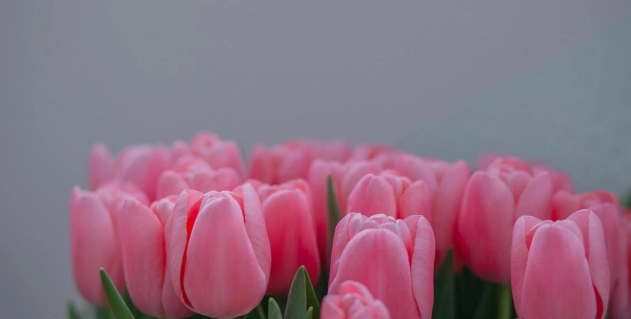 тюльпаны, цветы, 8 марта