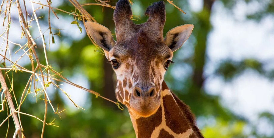 ингалятор жираф