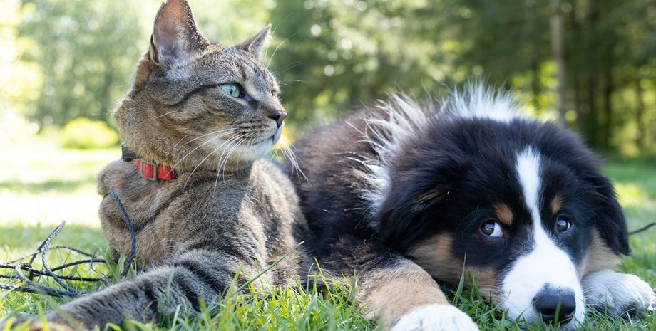 люди эвтаназируют здоровых кошек и собак