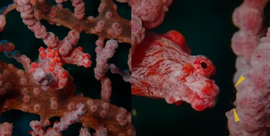 морські черв'яки, морські ковзани