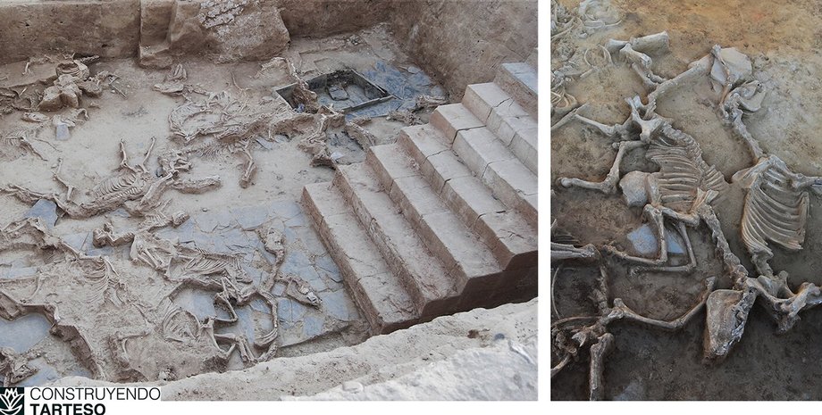 кістки, коні, тварини, залізний вік, дослідження, вчені, ритуали, жертвоприношення, історія, наука, археологія, археологічна пам’ятка, Іспанія, городище, вогонь, жертва