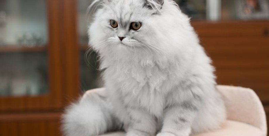 кошки, кошка стрижка, стричь кошку