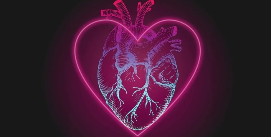 сердце, форма сердца