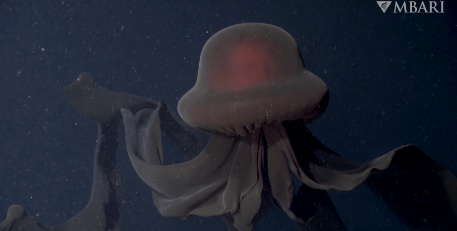 медуза S. gigantea, море, вода, фото