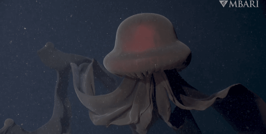 медуза S. gigantea, море, вода, фото