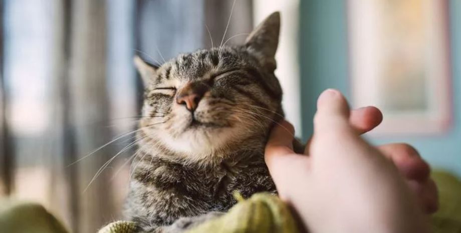 Кот, уличный кот, домашний кот