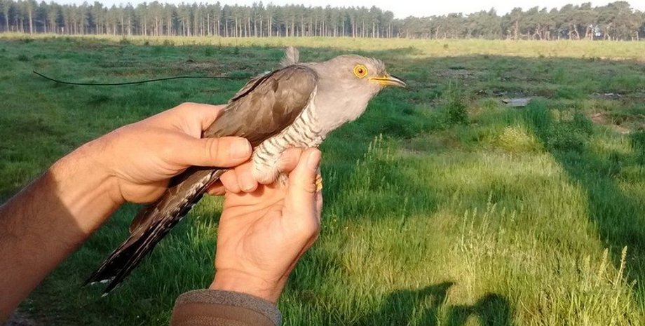 Зозуля-рекордсмен, зозуля