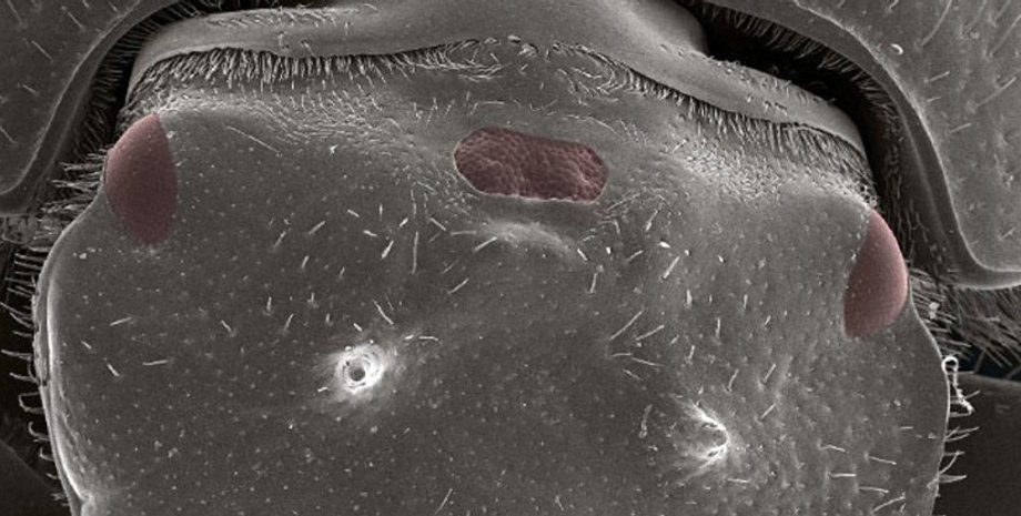 Фото: Eduardo Zattara/Indiana University