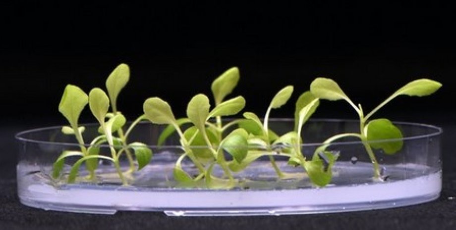 растение, фотосинтез