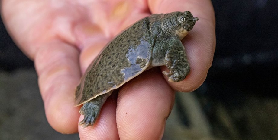 черепаха, детеныш черепахи