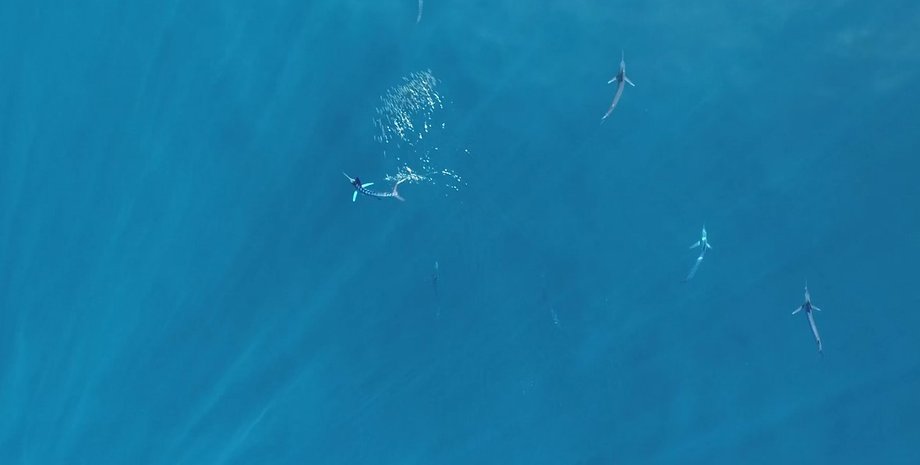 марлины, марлины в океане, марлины охота