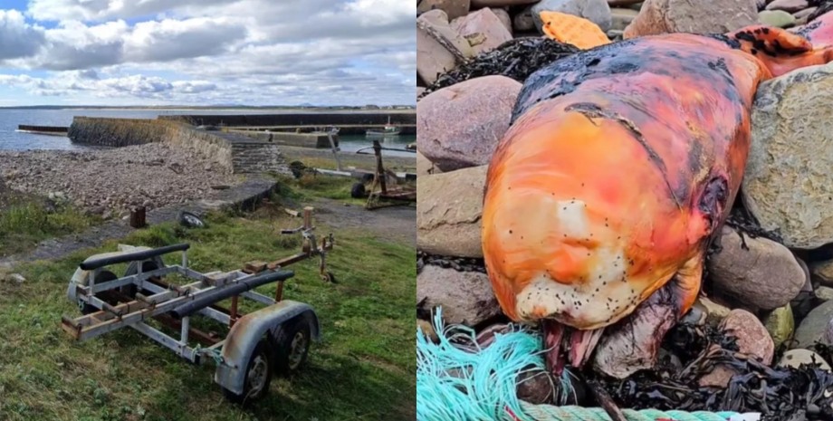 Рыба в Шотландии, берег океана, странное существо